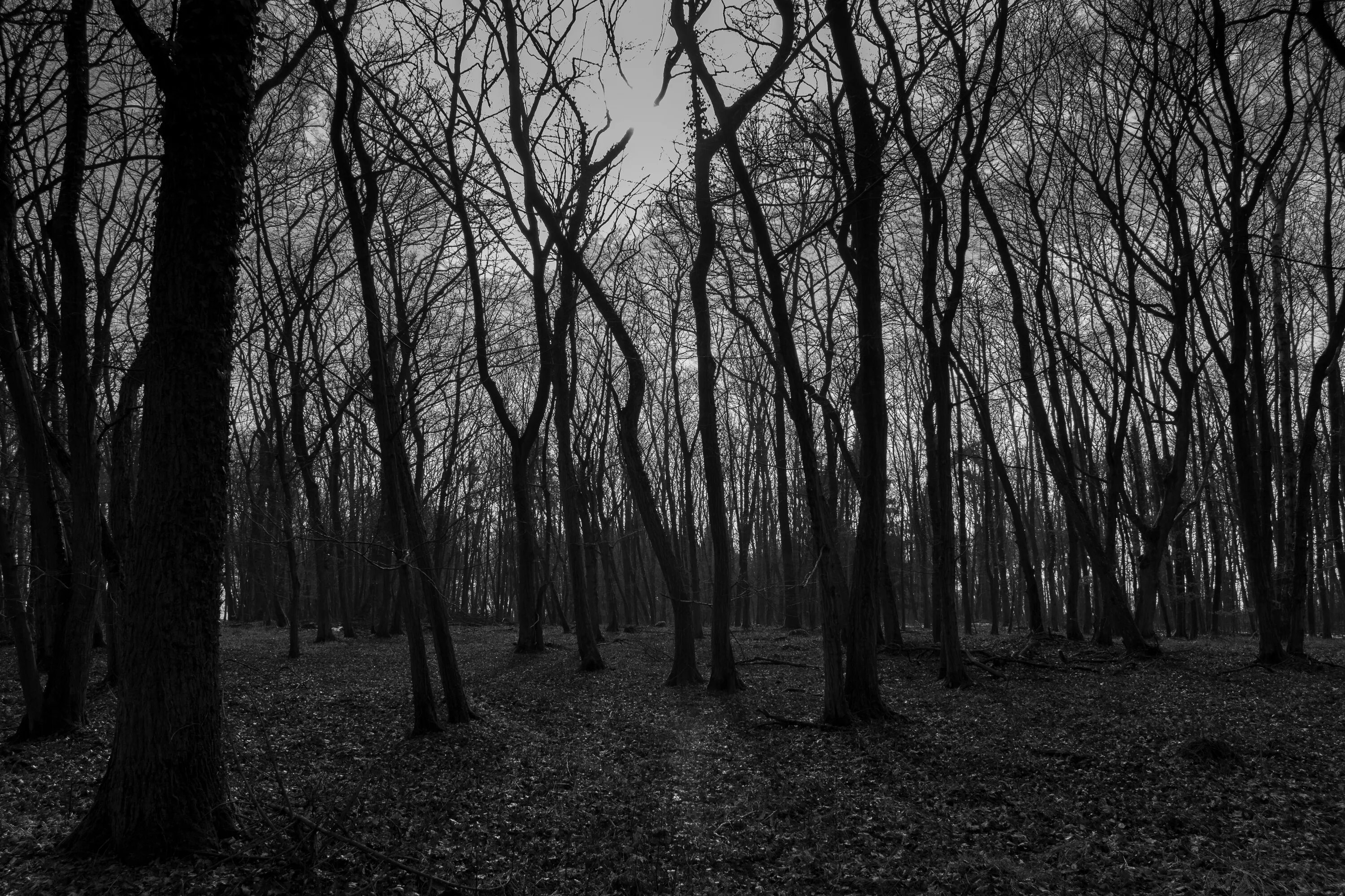 Самый черный лес. Мрачный лес. Страшный лес. Мрачное дерево. Мрачный фон.