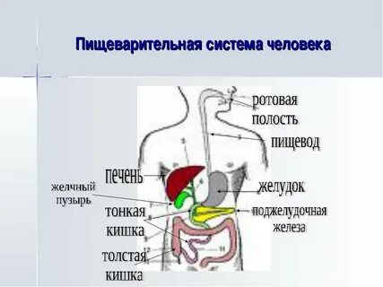 Работа пищеварительной системы человека