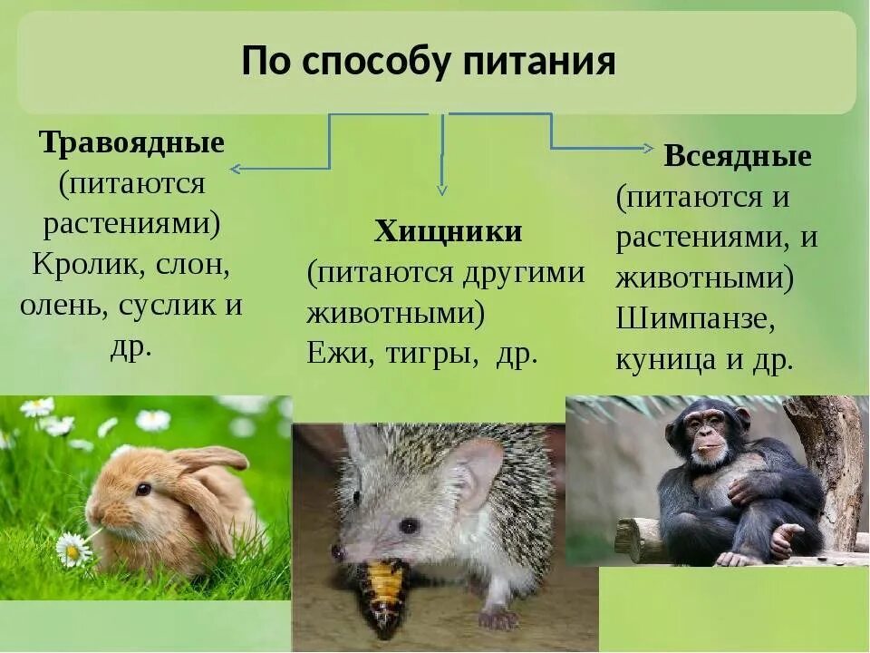 Питание млекопитающих. Млекопитающие по способу питания. Типы питания млекопитающих. Способы питания млекопитающих