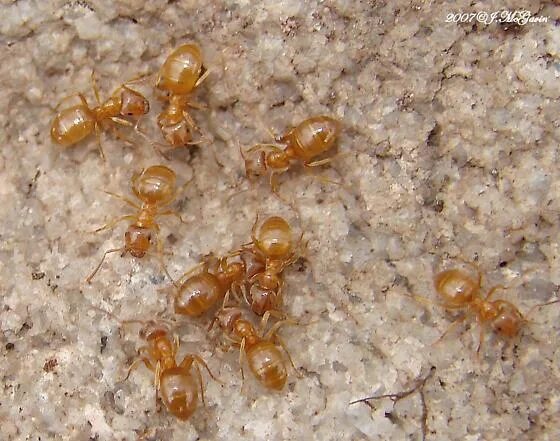 Огненные муравьи. Oecophylla smaragdina. Муравей с оранжевой полосой на спине. Orange ants. Муравьи сибирские.