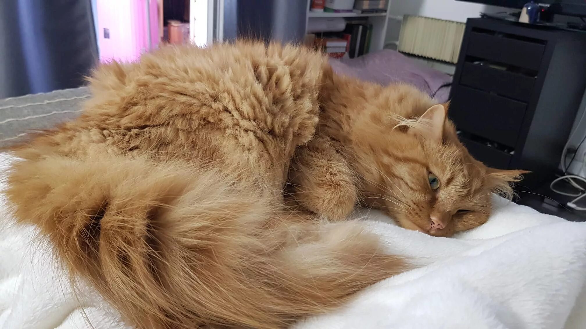 Симптомы кошачьего отравления. Как понять что кот отравился. Кота тошнит. Отравление кота симптомы. Как понять что кот отравился.