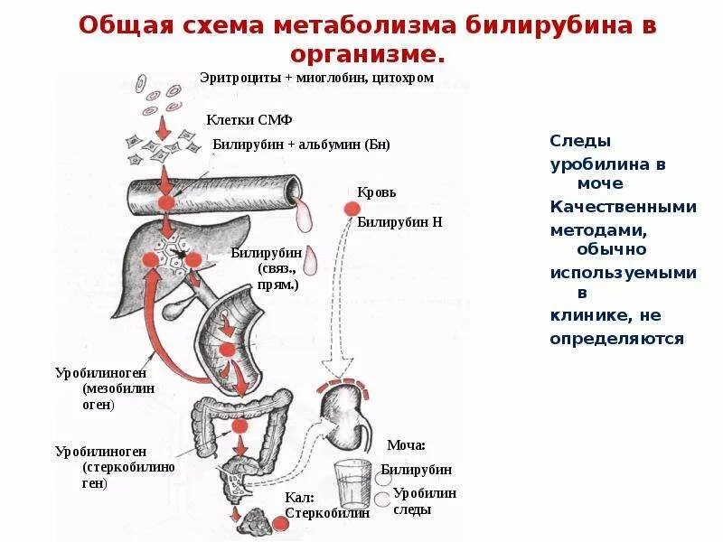 Общая схема метаболизма билирубина в организме. Схема метаболизма билирубина биохимия. Нормальный обмен билирубина схема. Схема этапов метаболизма билирубина.