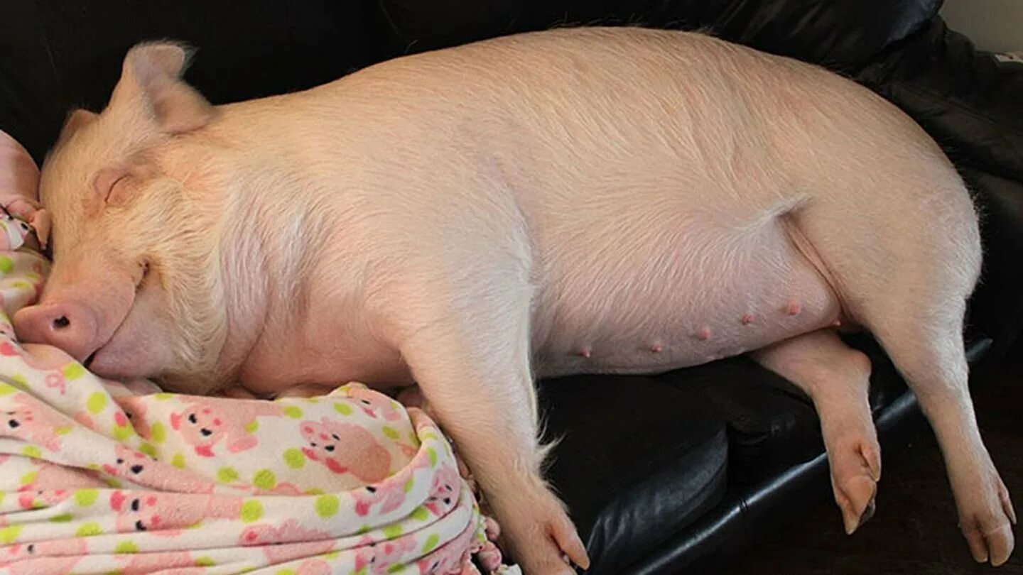 Слышали когда нибудь о поросятах в одеяле. Поросенок в одеяле. Новорожденные милые поросята. Милый поросенок. Поросенок в кровати.