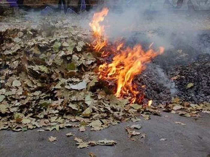 Можно ли жечь ветки на своем участке. Сжигание листвы. Сожженный лист. Листва горит.