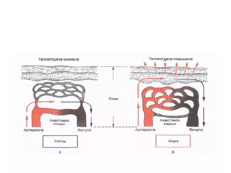 При понижении окружающей среды сосуды кожи. Терморегуляция теплопродукция и теплоотдача схема. Терморегуляция физиология. Теплоотдача схема физиология. Сосудистая терморегуляция.