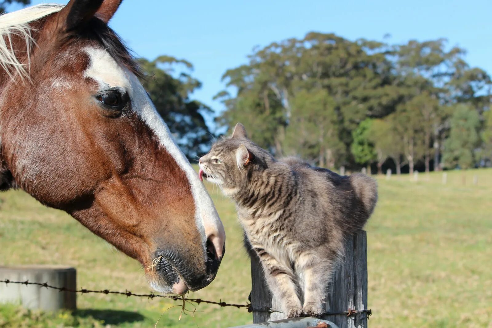 Meet A Cat Who Goes Exploring On The Back Of His Best Friend Horses, Horse ridin