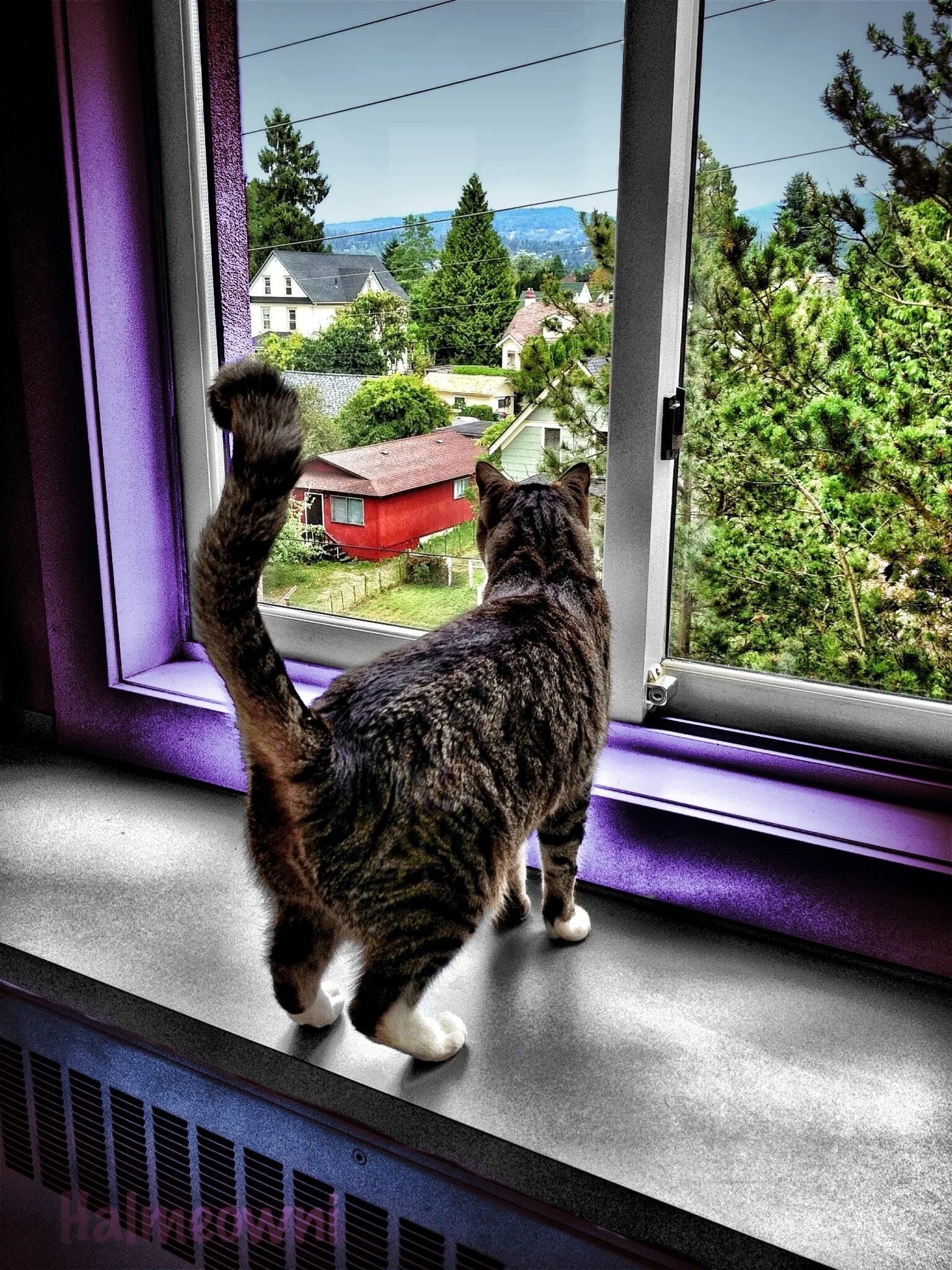 Кошка дома картинки. Кот на окне. Коты на подоконнике. Кошки на окошке. Дом для кошки.