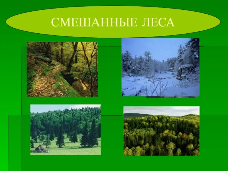 Природная зона тайги и смешанных лесов. Природные зоны России смешанные леса. Природные зоны россиисмешаные лес. Смешанные леса природная зона. Смешанные леса слайд.