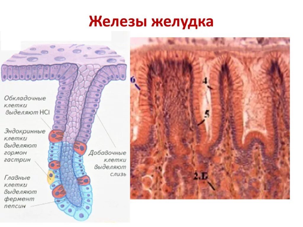 Эпителий желудка желез гистология. Строение желудочной железы. Строение слизистой оболочки желудка клетки. Клетки фундальных желез желудка. Слизистые клетки вырабатывают