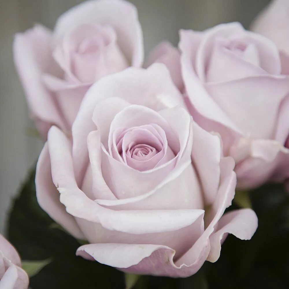 Сорт роз баунти. Way roses. Белые розы фото. Way roses. Way roses.