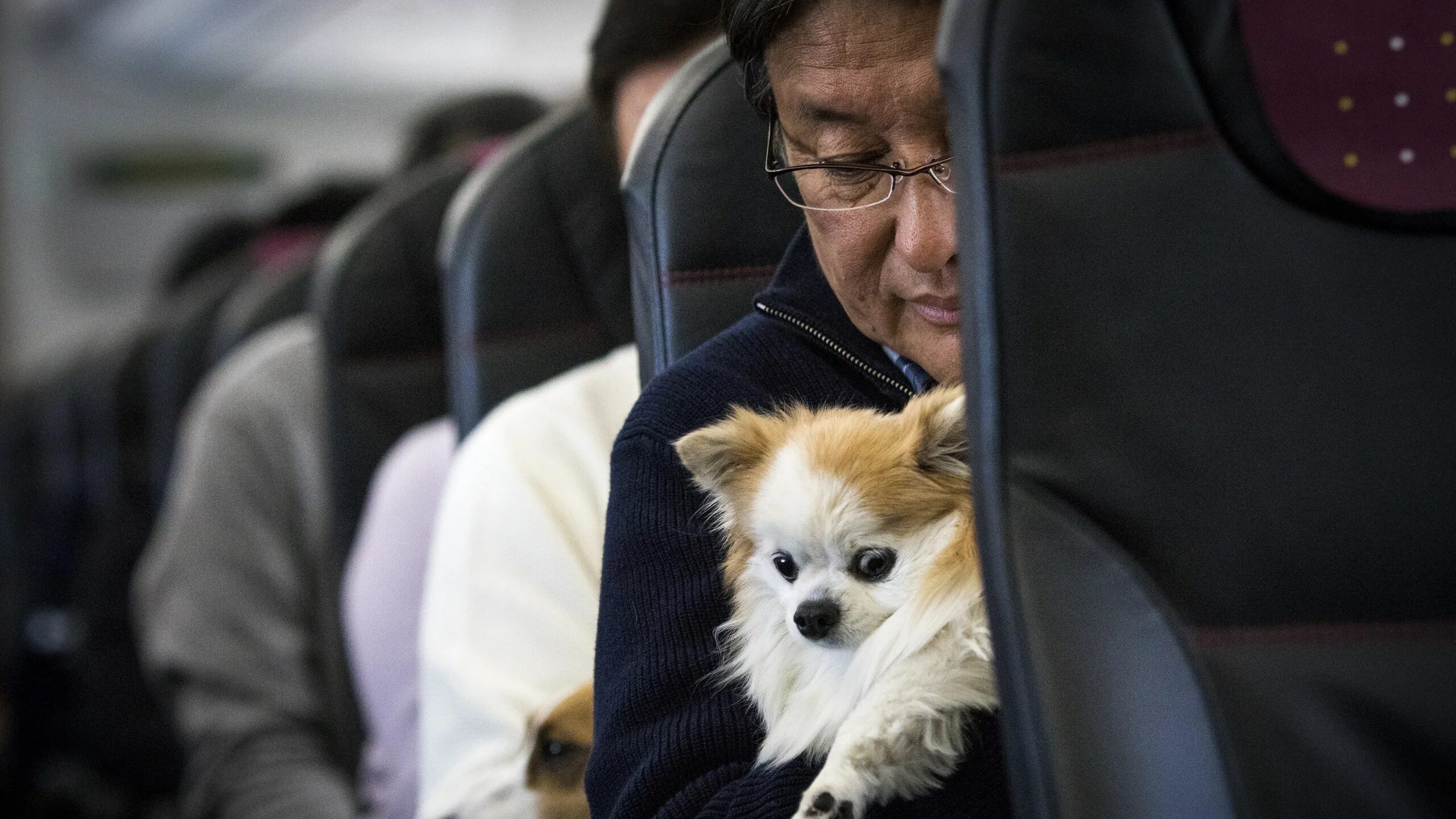 Pets in russia. Собака в автобусе. Животные в аэропорту. Собака в самолете. Пассажиры с животными.