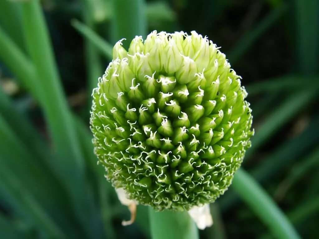 Луки батуны. Многолетний лук батун. Лук дудчатый,лук-батун. Лук батун валдай. Луки батуны.