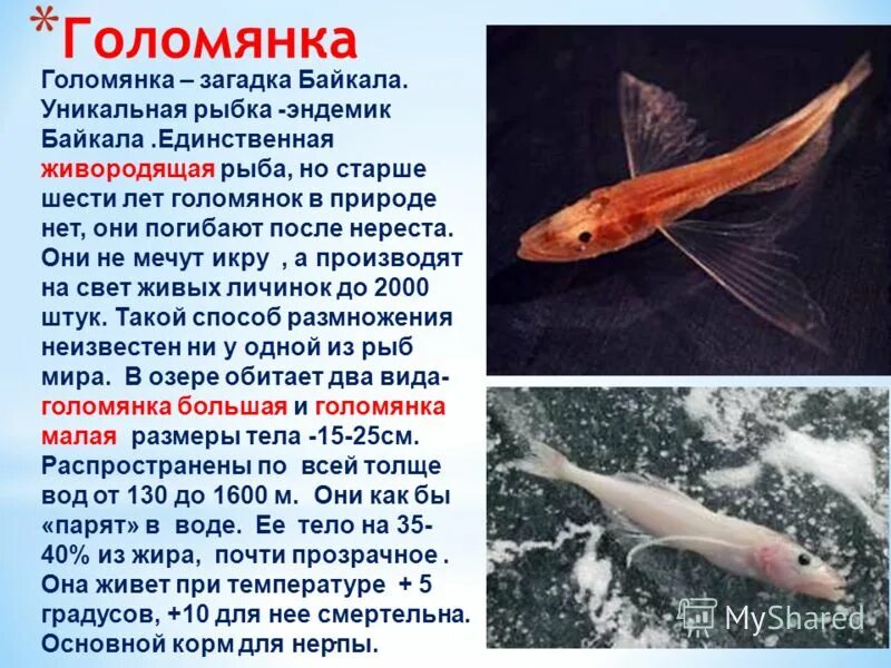 Какое животное является эндемиком озера байкал ответ. Эндемик байкала рыба голомянка. эндемики байкала голомянка. эндемики озера байкал голомянка. рыба голомянка из озера байкал.