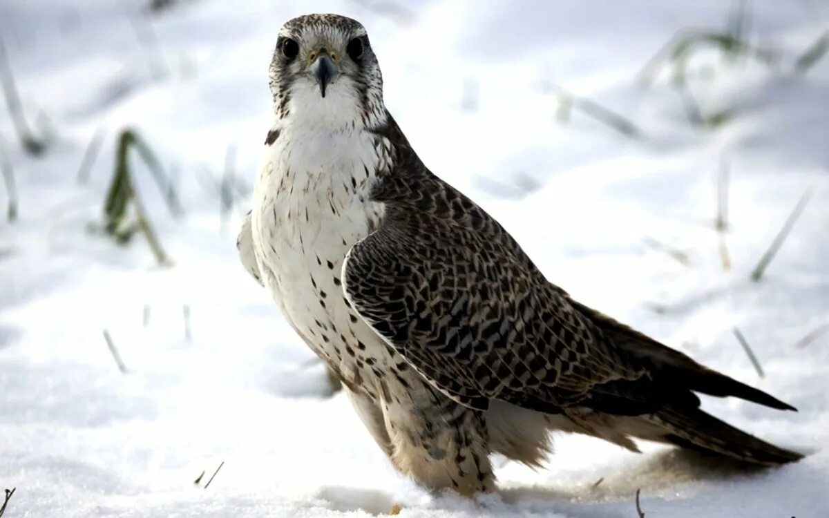 Сокол сапсан охотится. Кречет лапландский. Сокол дербник. Охотничья зона 10 кречет. Камчатский кречет птица.