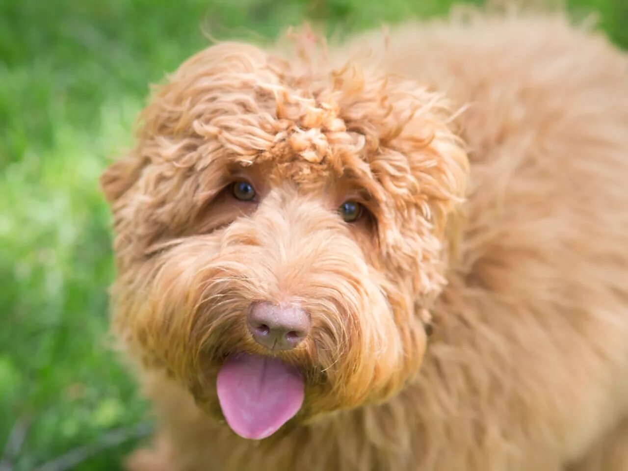 Австралийский лабрадудель. Лабрапудель. Labradoodle pup. Лабрадудль ретривер. Спаниель лабрадудель.