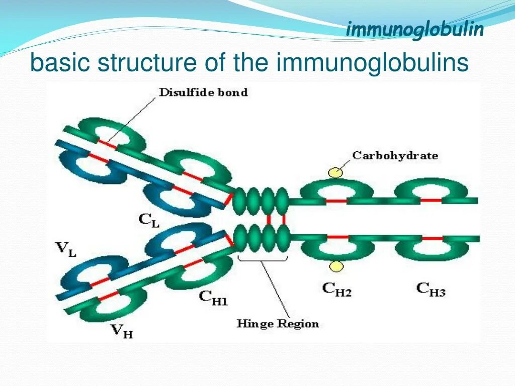 Иммуноглобулин подросткам. Иммуноглобулин g structure. Иммуноглобулин m structure. Структура молекулы иммуноглобулина. Structure of Immunoglobulins IGG.