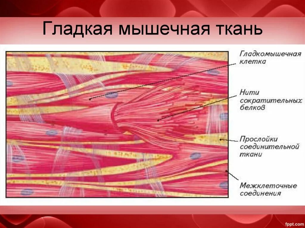 Строение клетки гладкая мышечная ткань. Гладкая мышечная ткань строение. Мышечная ткань клетки волокна. Схема строения мышечной клетки. Схема строения гладкой мышечной ткани.