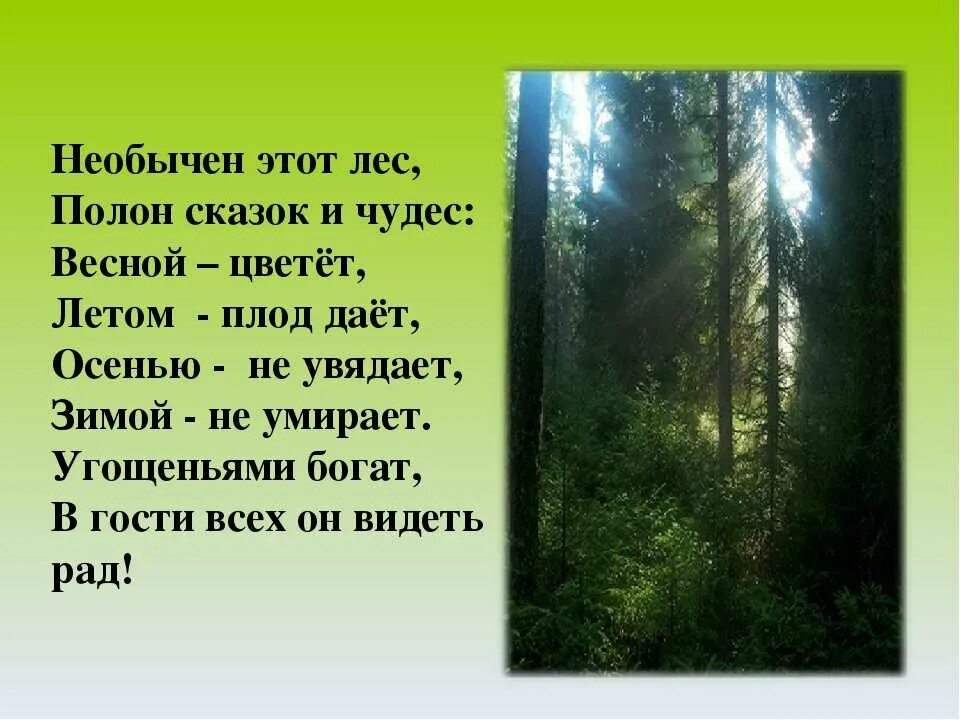 Стихи о лесе. Стихотворение про лес. Стихи про леса. Стихи о лесах.