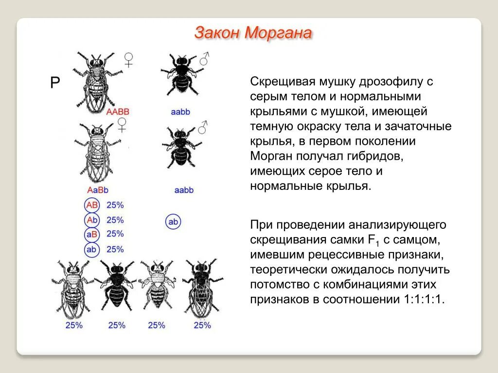 Опыт с мухой. Закон Моргана о сцепленном наследовании. Закон сцепленного наследования т. Моргана пример. Сцепленное наследование генов закон т Моргана.