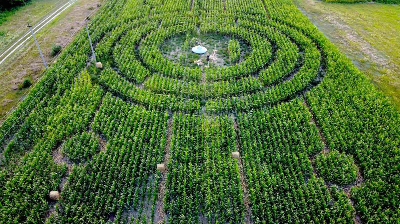 Лабиринт кукурузовое поле. Лабиринт из травы вид сверху. Лабиринт поле. Кукурузный лабиринт сакраменто. Поле лабиринт.