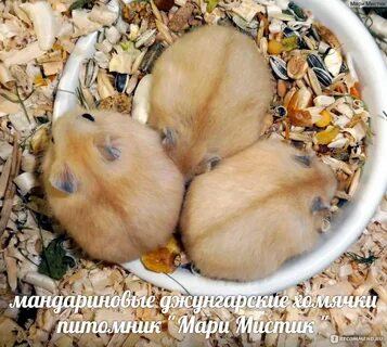 Чем пахнут хомяки