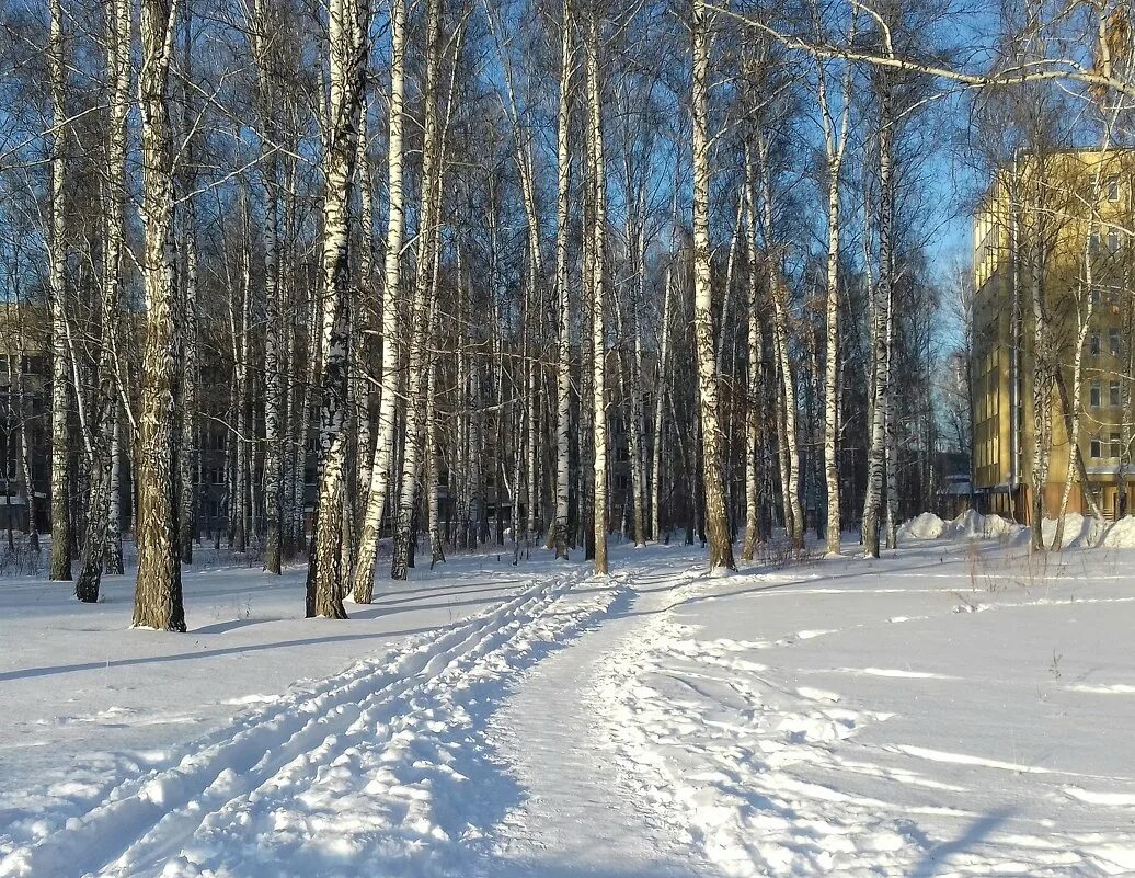 Чекчино березовая роща зимой. Владимир абаимов березовая роща зимой. Берёзы зимой в лесу. Зимняя березовая роща бушевца. Березовая роща зимой.