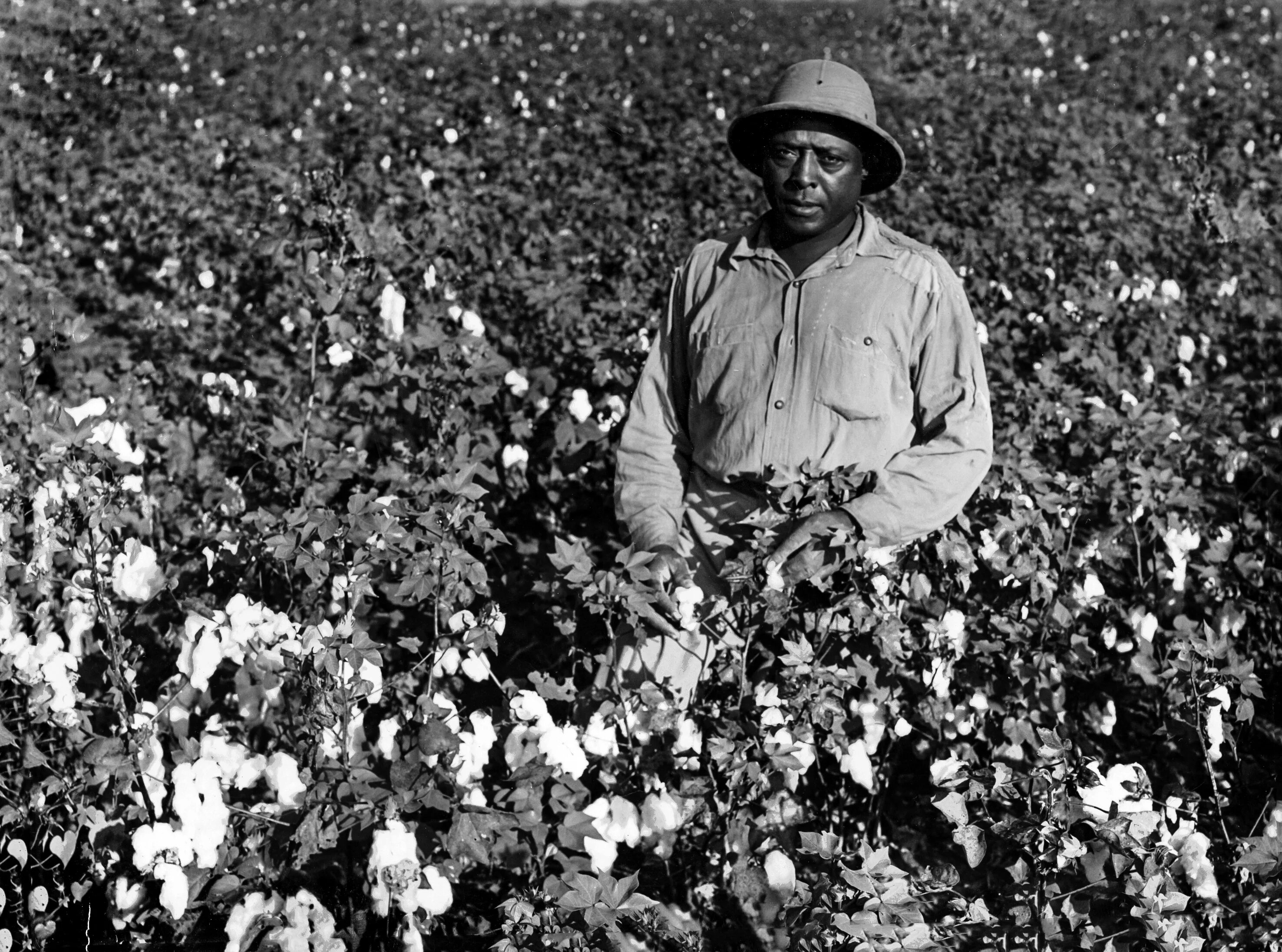 Хлопок в сша. Хлопковые поля США. Хлопковые поля 1940. Cotton field in 1900. Рабочие на хлопковых полях.