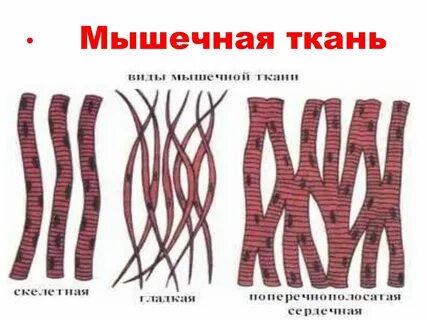 Ткань образованная веретеновидными клетками