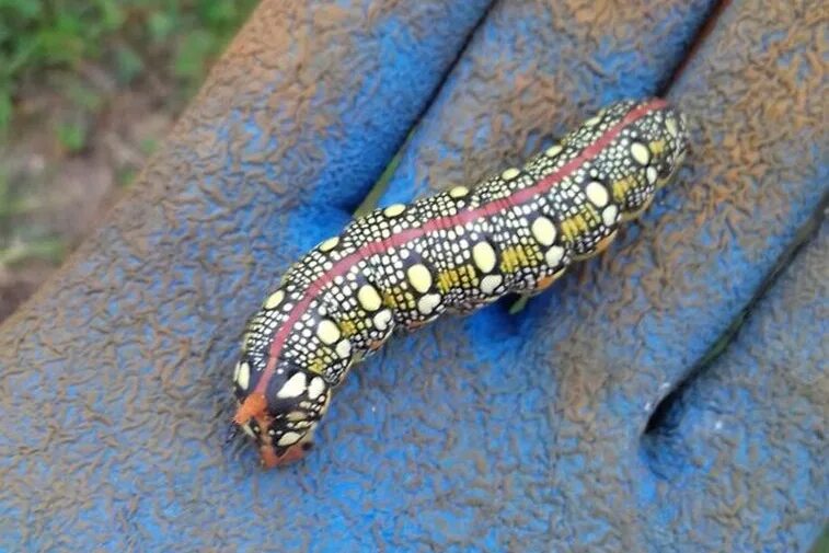 гусеница бабочки медведицы. снится гусеница. павлиноглазка цекропия гусеница. винный бражник гусеница. большая зеленая гусеница.