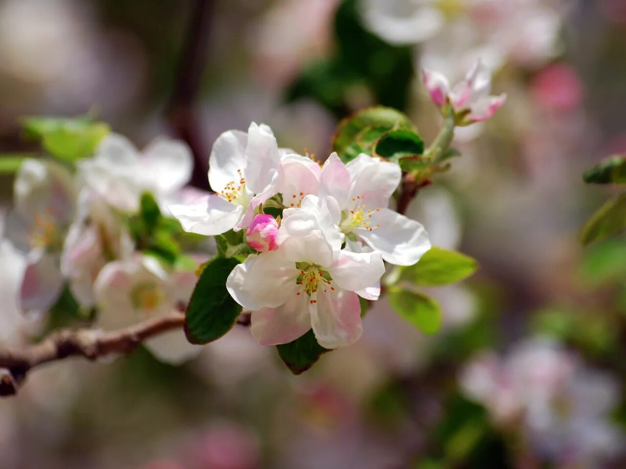 Яблони цветет что делать. Яблоня Сибирская цветение. Весеннее цветение яблони. Яблоня Сиверса.