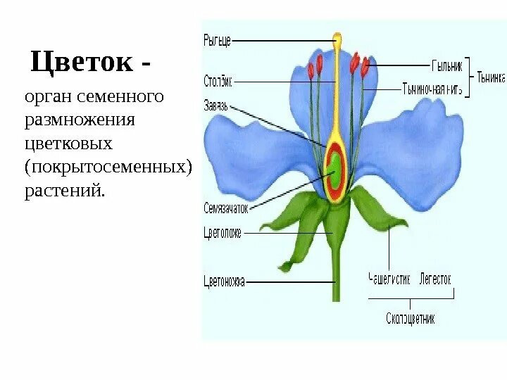 Рассмотрите изображение какими цифрами обозначены генеративные органы. Рассмотрите изображение какими цифрами обозначены генеративные органы