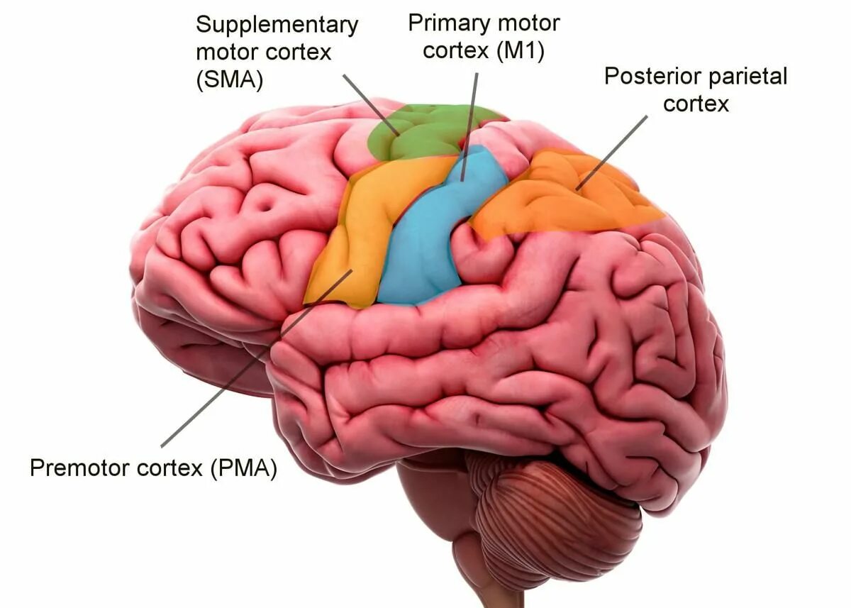 Двигательная область мозга. Моторная зона головного мозга. Моторные премоторные и префронтальные отделы коры.