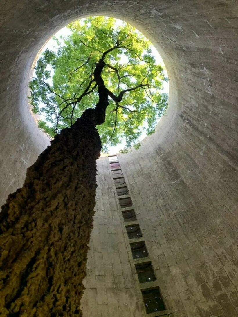 Растущее дерево видео. Дерево внутри. Растущее дерево. Природа побеждает цивилизацию. Дерево внутри здания.
