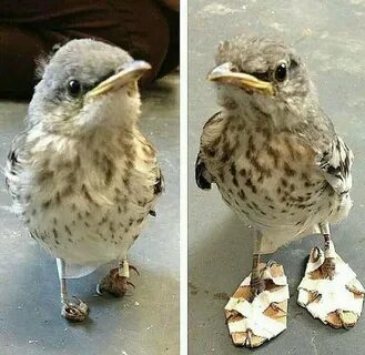 Mockingbird little baby