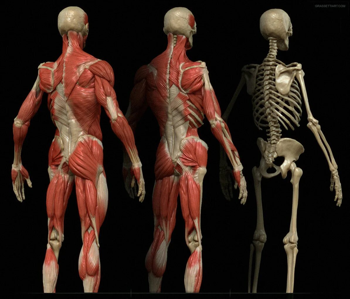 Мышцы скелета анатомия. Скелет человека референс мышцы. Анатомический скелет человека с мышцами.