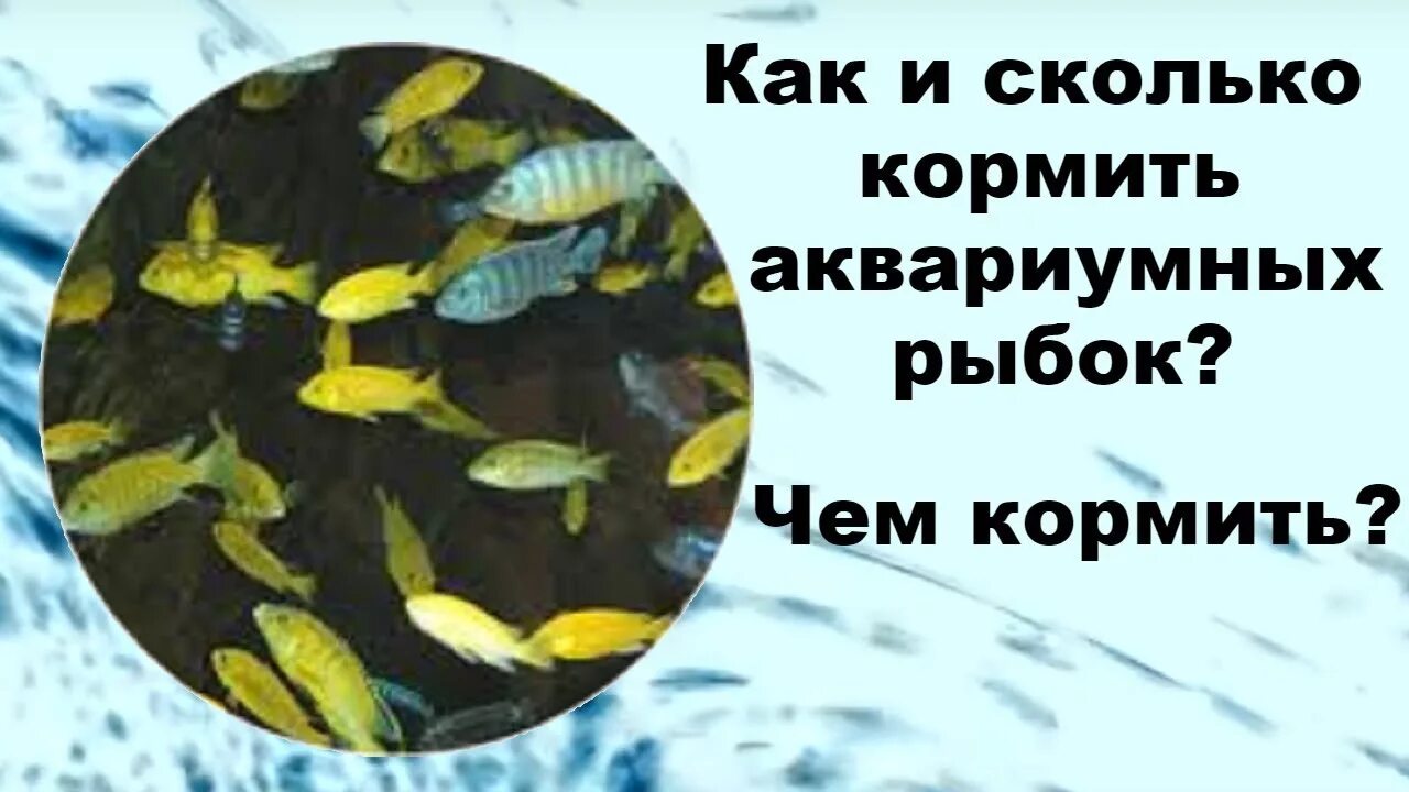 Кормление аквариумных рыбок сухим кормом. Режим кормления рыбок. Сколько кормить рыбок. Кормление аквариумных рыбок сколько раз.