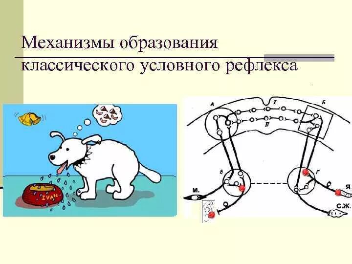 Передаваемая информация условных рефлексов. Передаваемая информация условных рефлексов
