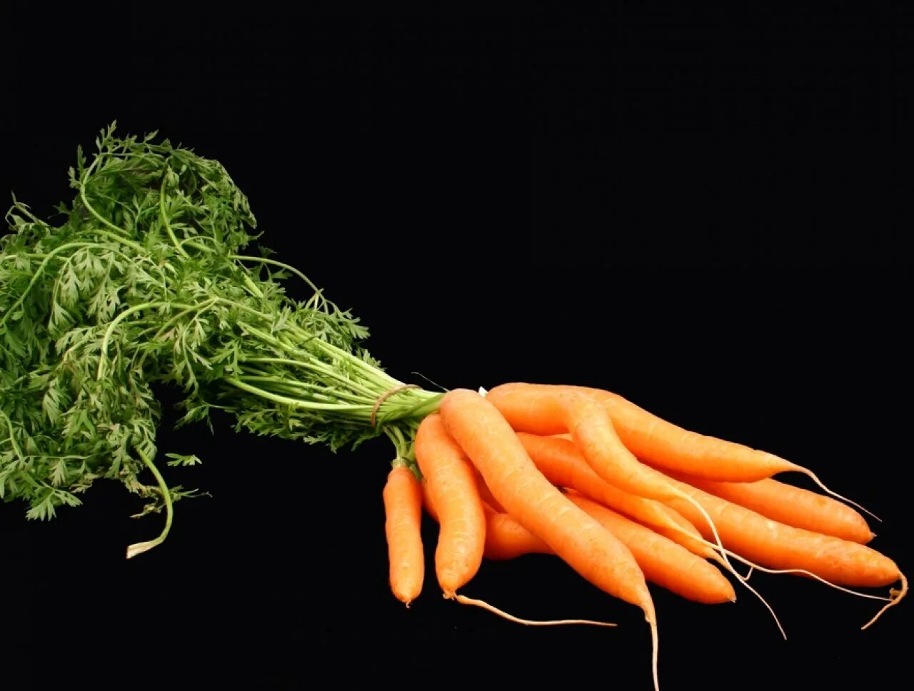 Самый простой овощ. Морковь. Пучок морковки. Морковь пучковая. Пучка морковная.