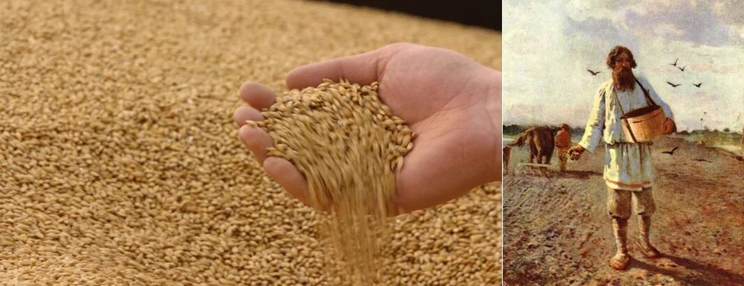 Сеют пшеницу. Серп и пшеница. Сеют пшеницу на полях. Сеятель пшеницы. Посеявший или посеевший