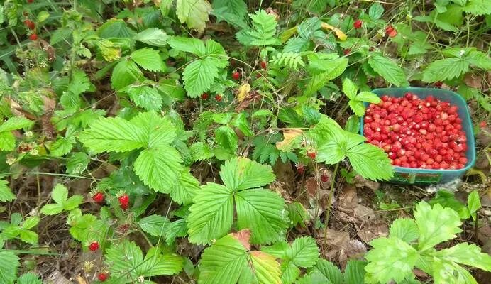 Земляника лесная двухдольная. Земляника в сосновом лесу. Лесные ягоды земляника и клубника. Земляника малая. Морошка и земляника.