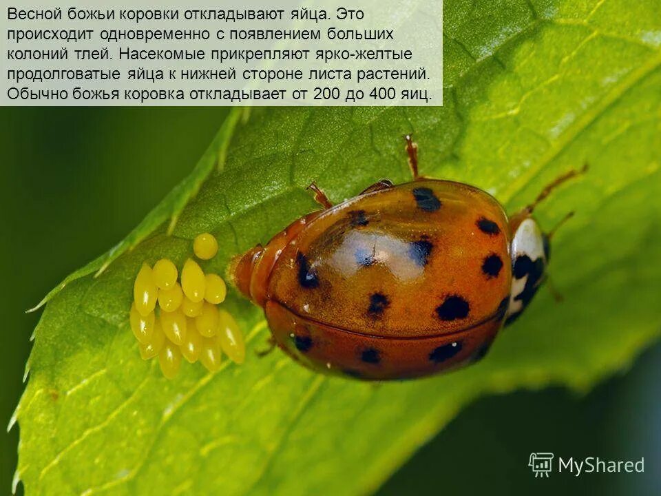 Чем кормить божью коровку в домашних. Яйца Божьей коровки. Божья коровка откладывает яйца. Божья коровка яйца личинки. Яйцекладка Божьей коровки.