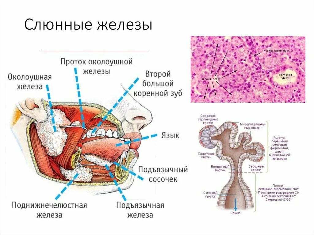 Выводные протоки слюнных желез схема. Выводной проток слюнной железы. Проток околоушной железы анатомия. Околоушная слюнные железы анатомия человека. Строение околоушной железы