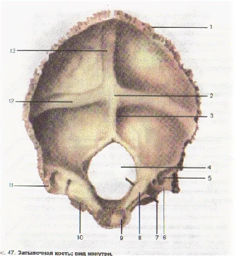 Sulcus sinus petrosi inferioris