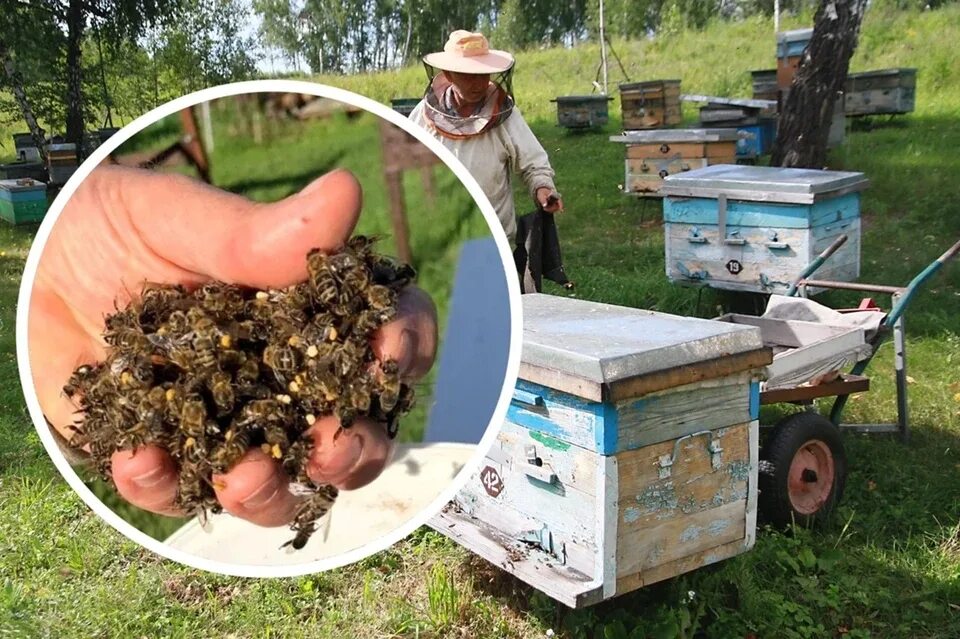 Гибель пчел 2024. Гибель пчел 2024. Пчёлы в городе есть. Гибель пчел. Фчелы проклятые куфают.