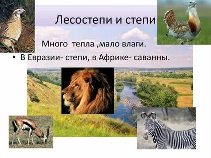Зона лесостепей и степей животные