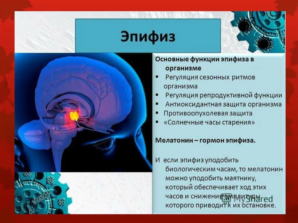 Пинеальная железа это. Эпифиз строение и функции. Эпифиз анатомия функции. Эпифиз строение и функции гормоны. Функция эпифиза в головном мозге.