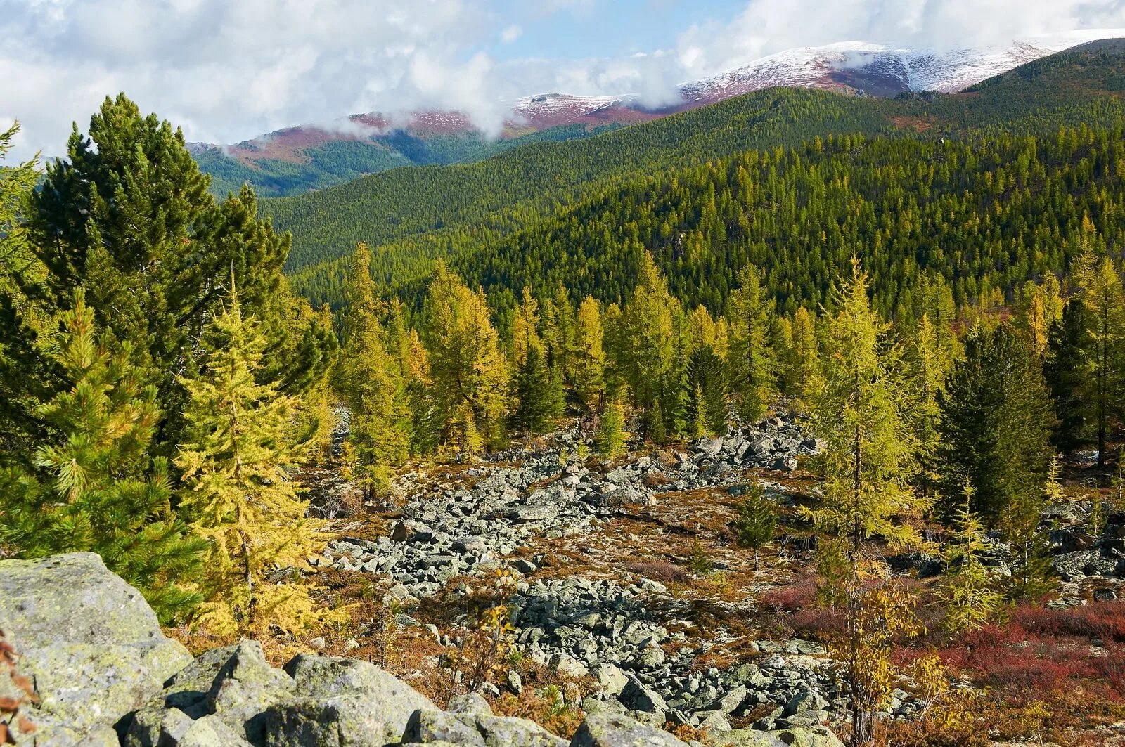 баргузинский заповедник леса. таежная бурятия. горная тайга бурятии. тайга бурятии фото. хвойные леса россии.