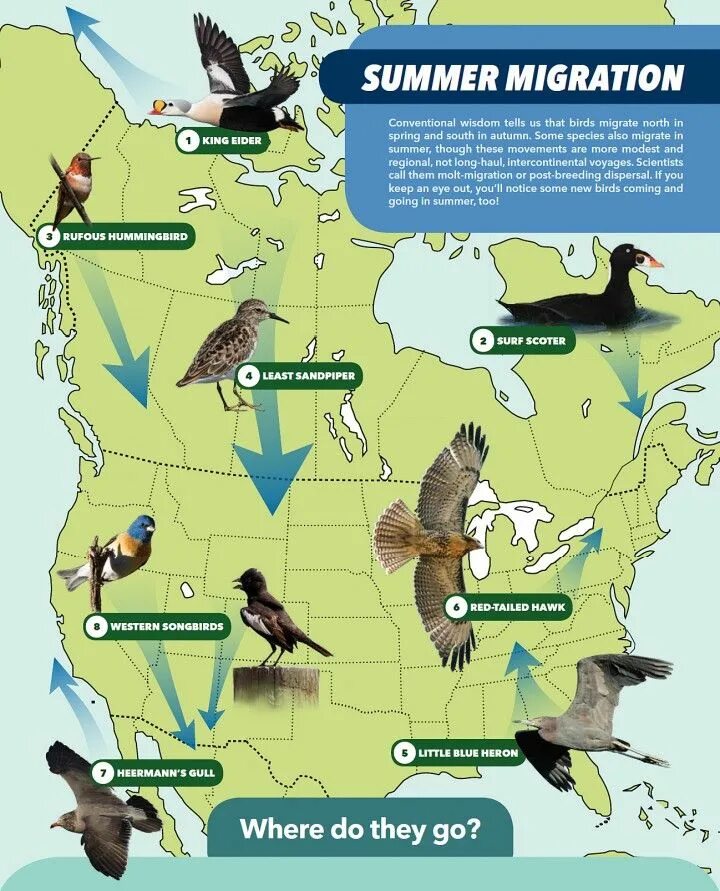 Causes of bird migration