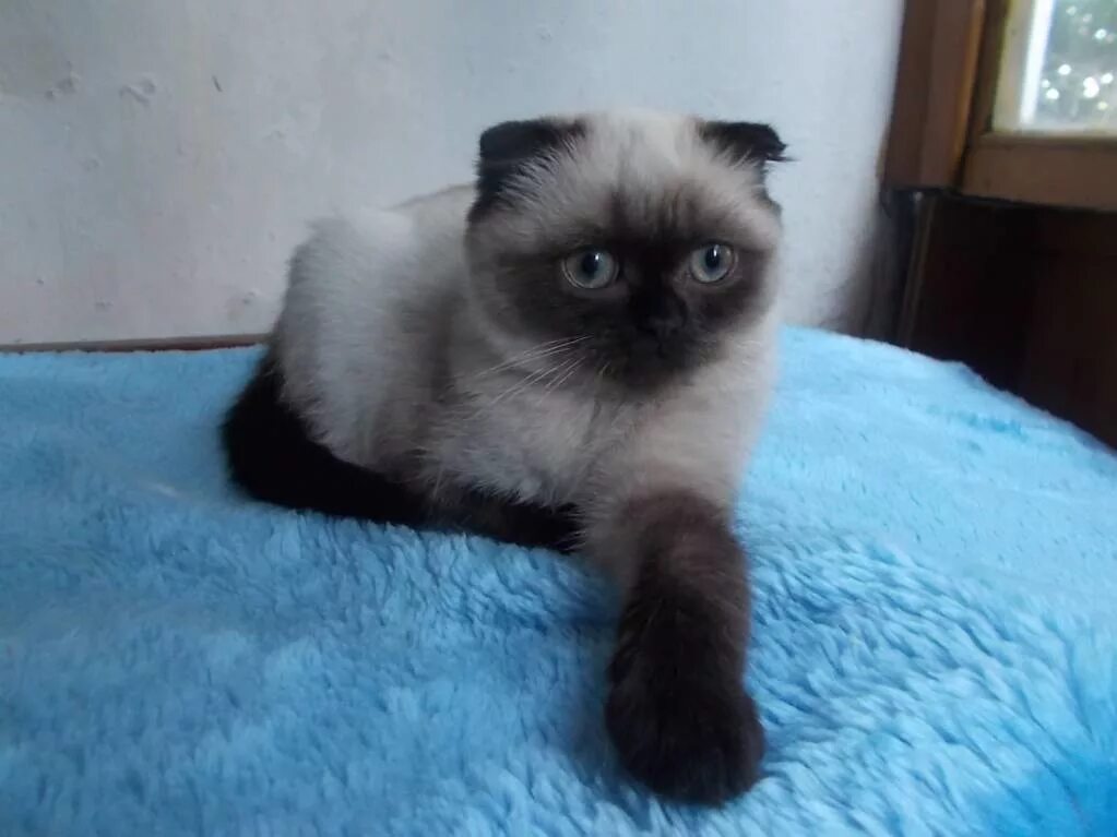 Манчкин шотландская вислоухая сиамская. Шотландская вислоухая кошка сил пойнт. Сиамско британская кошка вислоухая. Шотландская вислоухая сиамская кошка. Шотландская вислоухая колор пойнт.