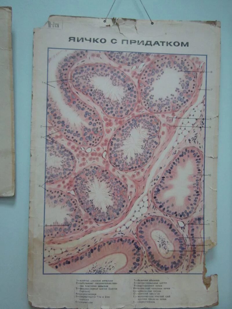 Семенник гистология. Плакаты по гистологии. яичко гистология. рисунки по гистологии.